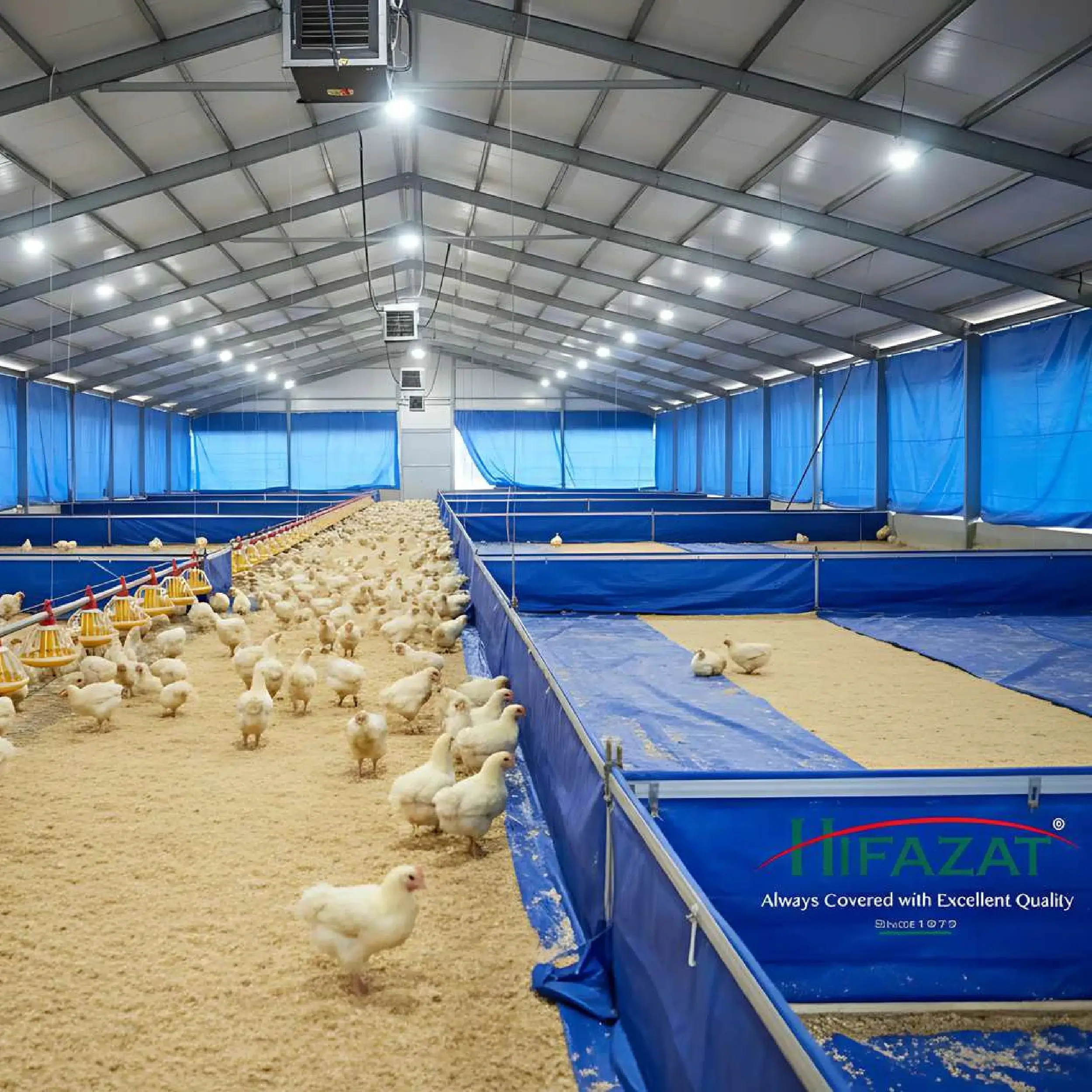 using tarpaulins for poultry farm to reduce heat to chickens.
